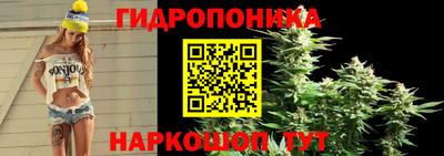 шишки Абакан